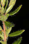 Hairy laurel <BR>Hairy wicky